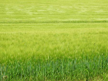 Wheat Field