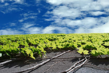Green leaves and vines climbing up on the concreat wall with cloudy blue sky backgroundの写真素材