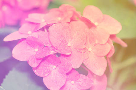 Blur Vintage Style Pink Hydrangea for Backgroundの写真素材