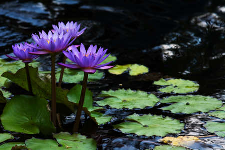 Purple water lily lotus flower with the lotus plants in the waterの写真素材