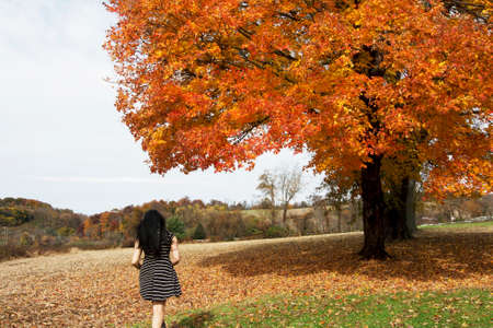 An asian woman in stripe dress walking toward the maple tree look forward the meadow of the beautiful farmの写真素材