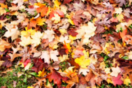 Blur photo of abstract of bright and colorful leaves cover on the ground in autumn for background