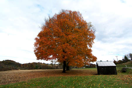 Farm building with a bright and colorful maple tree background in Autumn last week of October in...