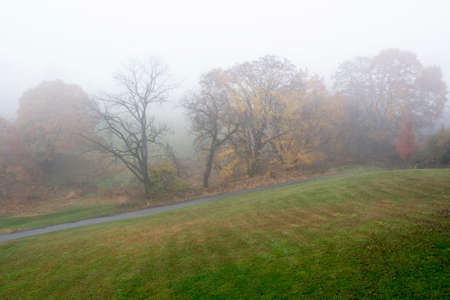 Colorful autumn tree in a foggy morning mistの写真素材
