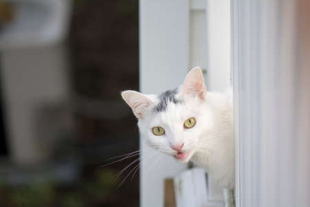 Yellow eyes white cat peeking head out of the white deck, young playful cat on the deck, cat playing outside at home, cat saying meowの写真素材