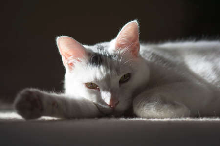 Relaxing white cat liedown sunbathing on the carpet floor, cute animal, close up cat portrait
