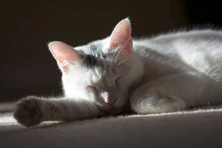 Sleeping beauty white kitty cat, Sunbathing cat, Relaxing pet, Cute animalの写真素材