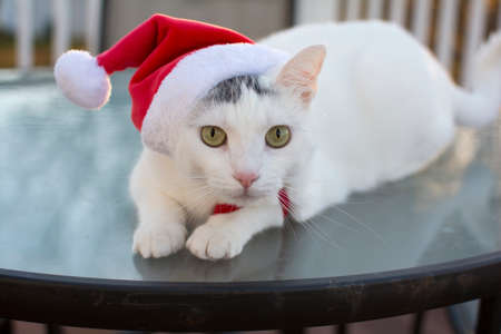 Outdoor christmas cat portrait, White cat with red christmas hat on head, Cute holidays cat, Kitty cat with christmas hat laying on the glass table outside the deckの写真素材