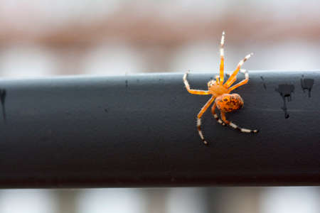 Bright colorful orange marbled orb weaver spider on the edge of the table