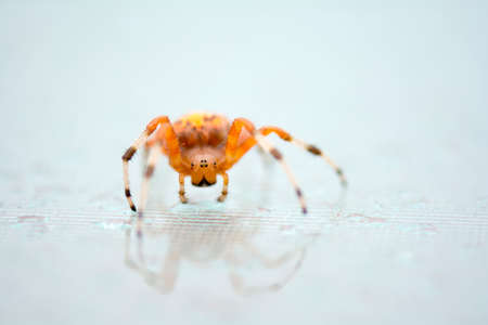 Close up bright colorful orange marbled orb weaver spider on the glass table selective focus on the eyesの写真素材