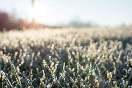 A cold frost on the grass and cover all over the ground with small bokeh and sunrise background in early December morningの写真素材