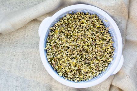 Organic homegrown beansprouts in basket on natural burlap background, allnatural growing sprouting beansの写真素材
