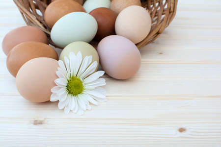 White chrysanthemum flower and colorful fresh organic chicken eggs in basket on wooden background, Colorful natural chicken eggs, Selected focus organic chicken eggs overflow out of the basket, Easter eggs,の写真素材