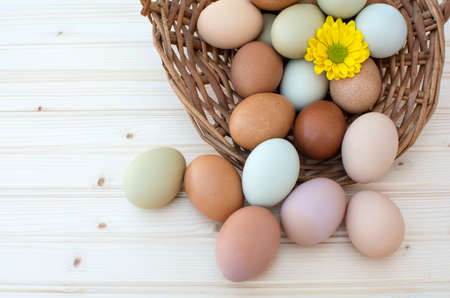 Colorful fresh organic chicken eggs overflow out of old dusty basket with chrysanthemum flower on wooden background, Colorful chrysanthemum flower on natural chicken eggs, Top view of natural chicken eggs overflow out of the basketの写真素材