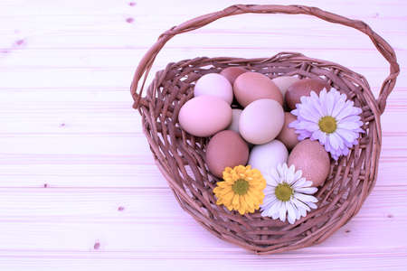 Easter eggs in basket, chrysnthemum flower with fillter in pinkの写真素材