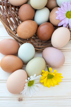 Colorful fresh organic chicken eggs overflow out of old dusty basket with chrysanthemum flower on wooden background, Colorful chrysanthemum flower on natural chicken eggs, Selected focus organic chicken eggs overflow out of the basketの写真素材