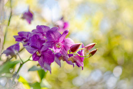 Close up selective focus pink stripe dendrobium orchid flower with white bokeh on light yellow green blackgroundの写真素材