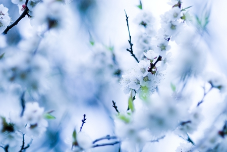 White flowers in spring on fruit treeの写真素材