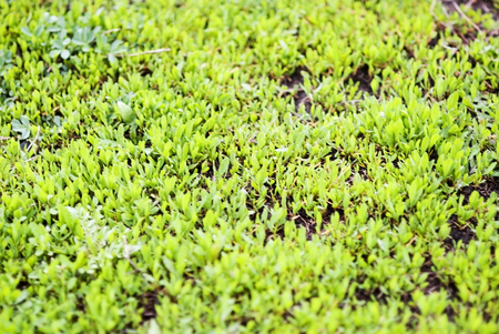 Green color background grass fieldの写真素材