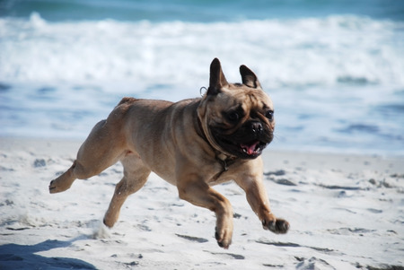 Running dog on the beachの写真素材