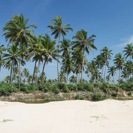 tropical coconut palms and cloudy blue sky