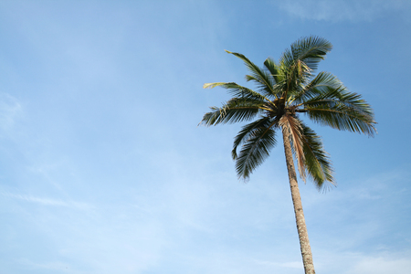 one tropical coconut palm and cloudy blue skyの写真素材