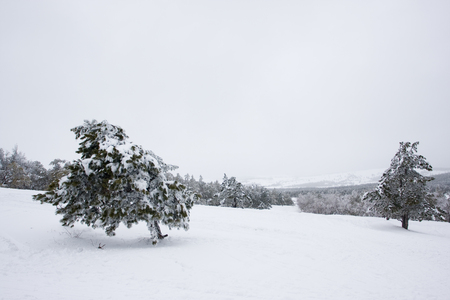 picture of winter view with pine and mountainの写真素材