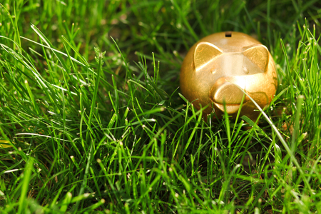 Gold pig moneybox on the grass outdoorの写真素材