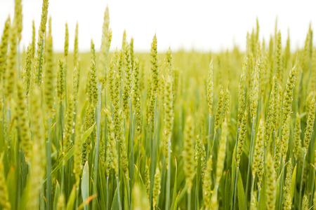 green field with wheat and cloudy sky