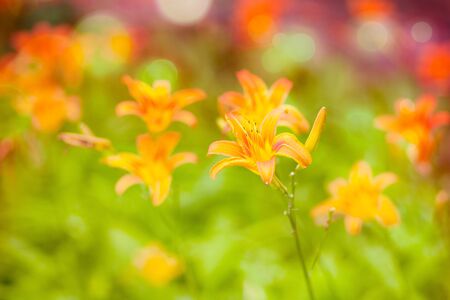 Bright orange flowers on thin stems. Green backgroundの写真素材