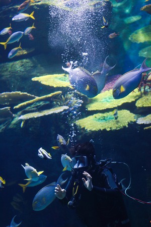 Diver swimming in a wetsuit with a small ocean fish in the waterの写真素材