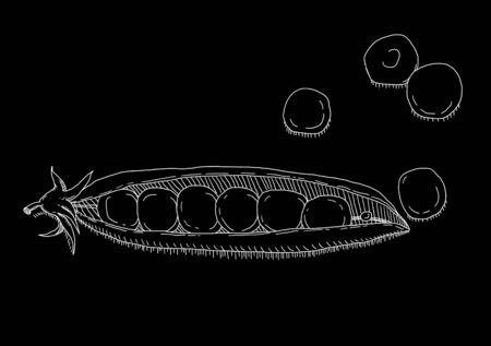 Picture of white pea on black backgroundの写真素材