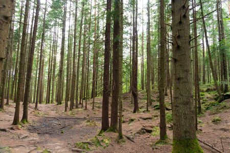 Wild old summer pine forest in summer