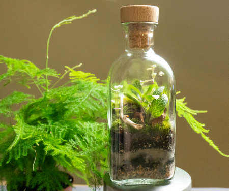 Florarium with different kinds of plants. Home decorationの写真素材