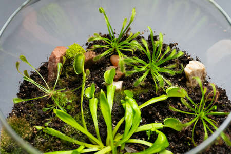Florarium with different kinds of plants. Home decoration