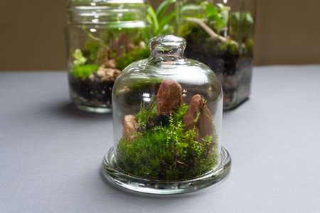 Florarium with different kinds of plants. Home decorationの写真素材
