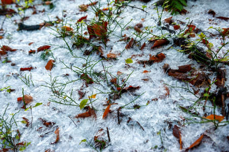 Cold Forrest in foggy weather with frozen leafs and blueberry plants. Foggy morning in Beskydy mountains, Czechia.の写真素材
