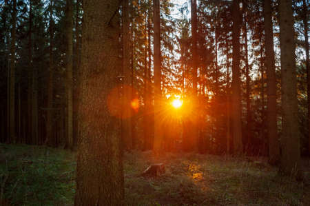 Red and orange sun going down between coniferous trees in spruce forest. Sunset sunbeams and orange sunlight in Czech forest. Autumn forest at dawn or sunrise. Beskydy mountains, Moravia.の写真素材
