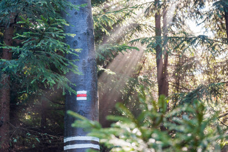 Red tourist mark isolated on a tree in bright sunny light in Beskydy mountains, Czech Republic....