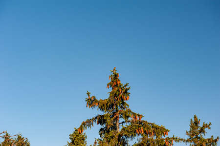 Spruce (Picea abies) top from side view with cone (strobilus, strobile). Blue sky on the background. Black spruce coniferous plants under blue sky. Ripe pine cones on top of Picea omorikaの写真素材