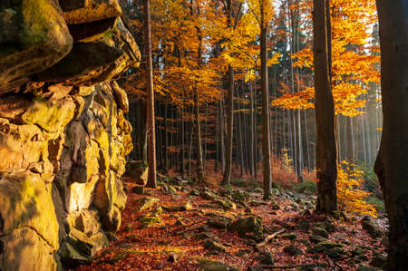 Autumn forest sunset in backlight and big rock Dratenik near Malinske Skaly. Rock climbing in Bohemian Moravina Highlands, Å½ÄÃ¡r Hills, Vysocina, Czech Republic.の写真素材