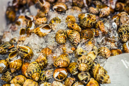 Whelks, a variety of sea snail, packed on ice