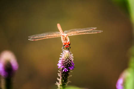 Red dragonflyの写真素材