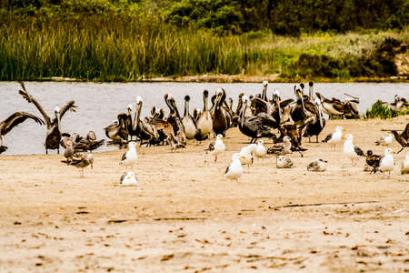 Many pelicans on a sandy beachの写真素材