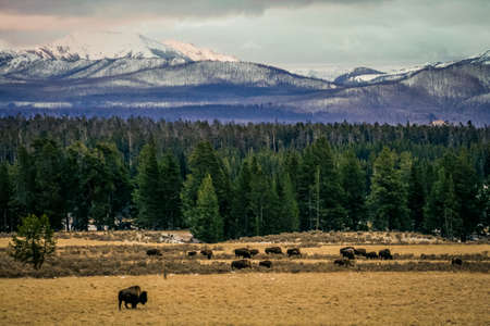American Bison at Yellowstone National Park in Wyoming, USAの写真素材
