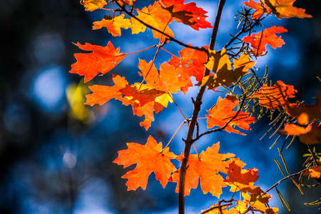 Autumn leaves with many colors
