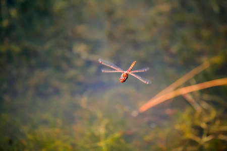 Red dragonflyの写真素材