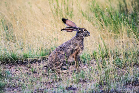 Jackrabbit sitting in a grassy meadowの写真素材