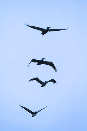 Four pelicans in flightの写真素材