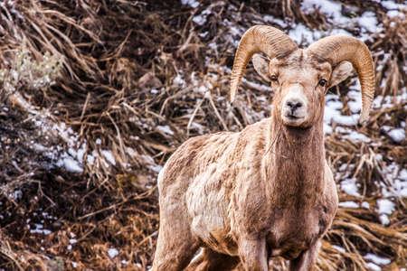 Bighorn Sheep grazing on a hillside in Yellowstone National Park, wyoming, usaの写真素材